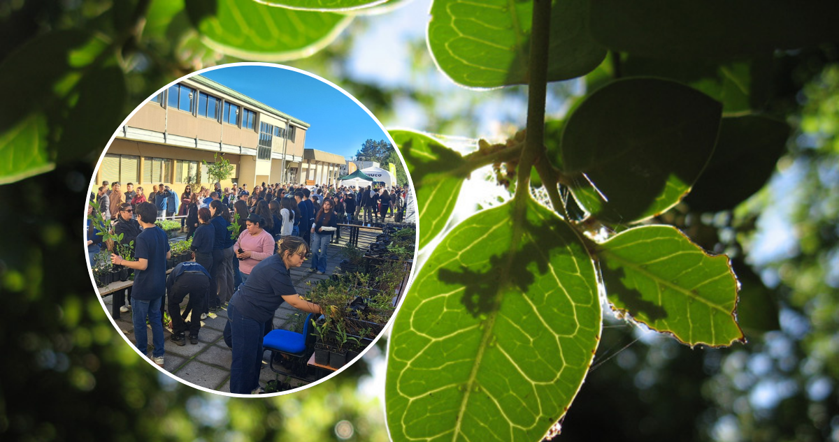 Este sábado regalarán miles de árboles nativos en la UdeC: a qué hora y cómo conseguir el tuyo