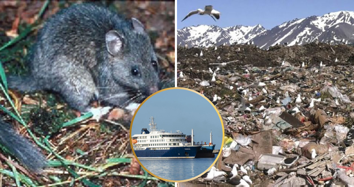 Argentina y Chile polemizan por brote de Hantavirus