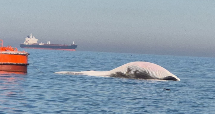 Ballena muerta varó en costas de Coronel y gestionan embarcación para llevarla mar adentro
