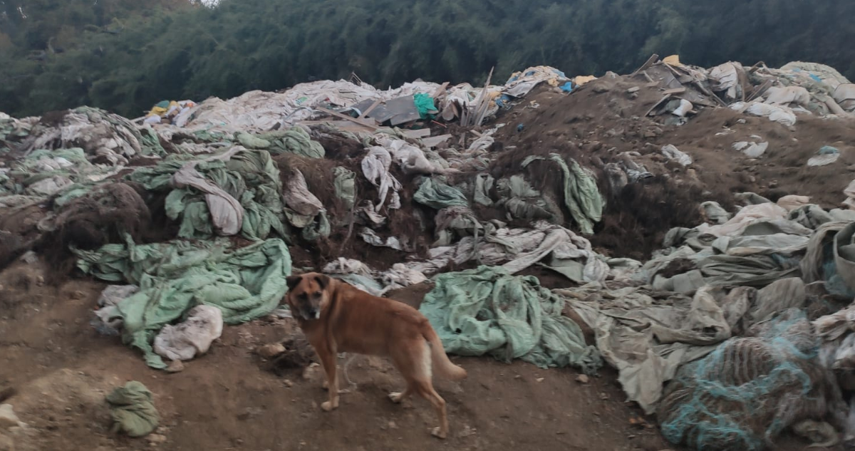 Agrupación denuncia basural clandestino en sector Rahue Alto de Osorno