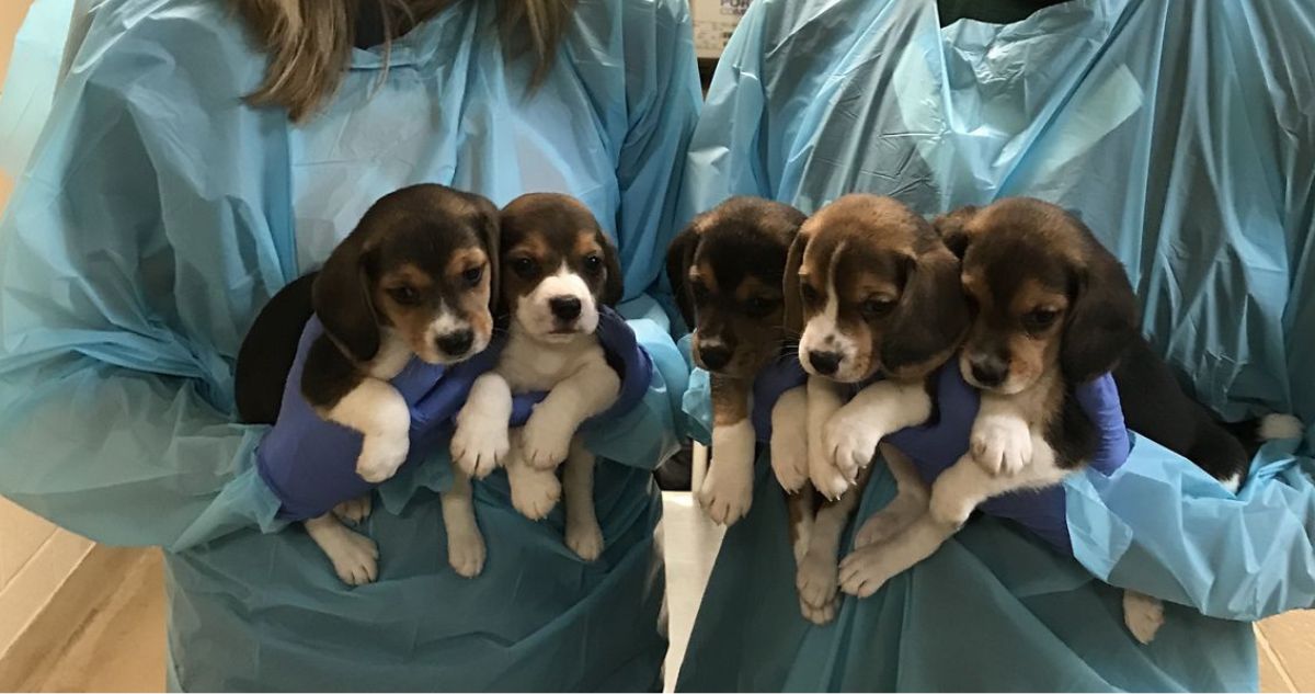 Cerca de 1.500 perritos beagles criados y usados para experimentos científicos son liberados en EEUU