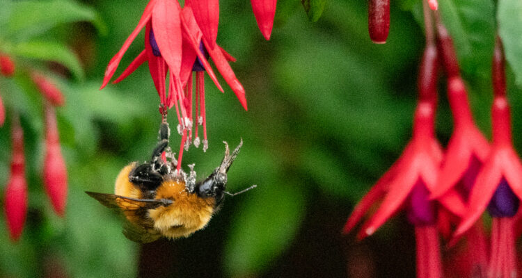Foto de un Bombus dahlbomii, el abejorro más grande del mundo