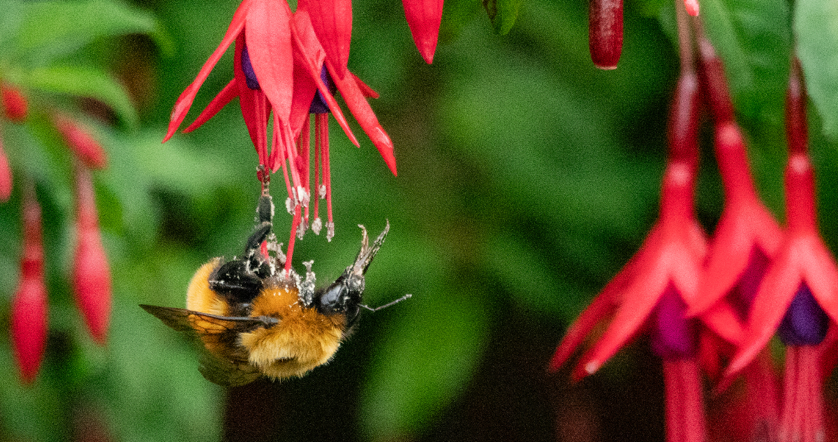 Foto de un Bombus dahlbomii, el abejorro más grande del mundo