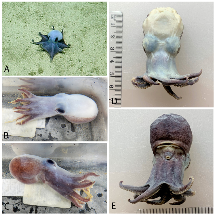 Fotos del pulpo azul estudiado