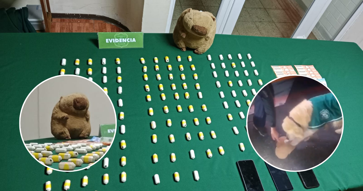 Perro del OS7 detecta capibara de peluche y a 2 mujeres con ovoides en su interior: 145 en total