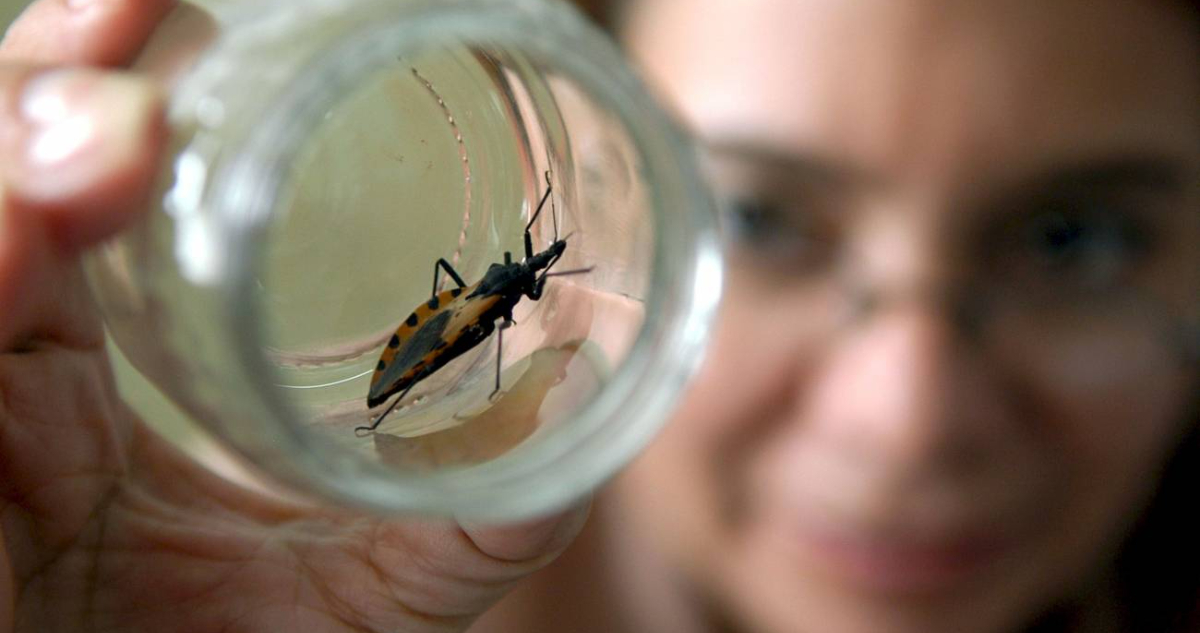 Vinchuca hematófoga, que transmite el mal de Chagas