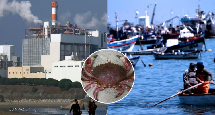 Detectan metales altamente tóxicos en especies marinas de consumo humano en Bahía Quintero-Puchuncaví