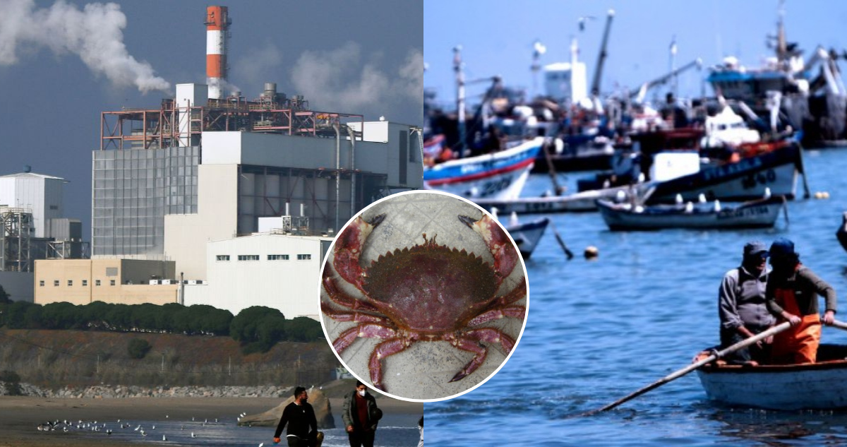 Detectan metales altamente tóxicos en especies marinas de consumo humano en Bahía Quintero-Puchuncaví
