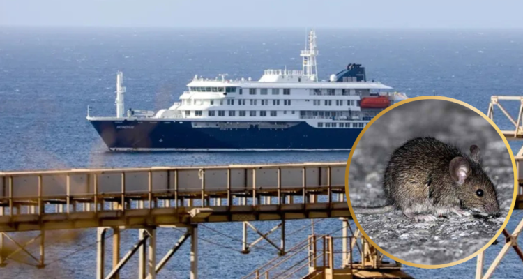 España dispone operativo especial para recibir crucero con brote de hantavirus: atracará en Tenerife