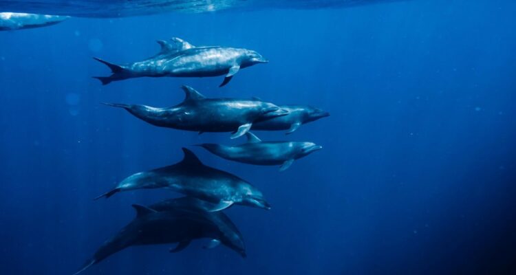 Resurge mito de los delfines “kamikaze” en la guerra de EE.UU contra Irán