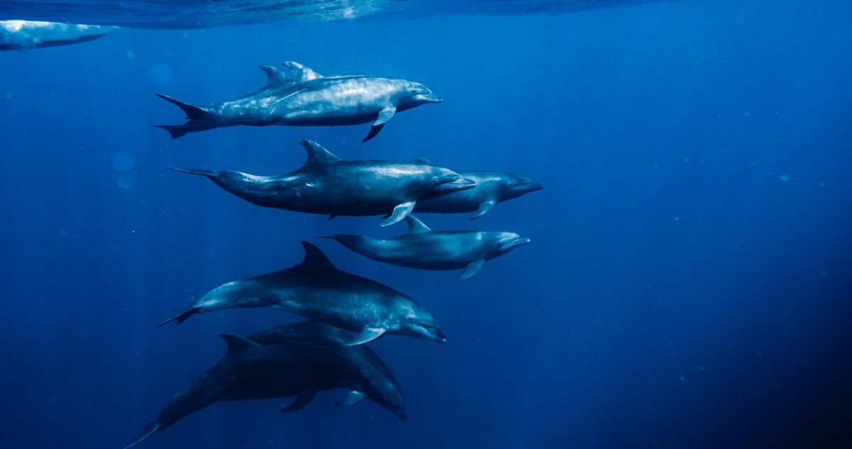 Resurge mito de los delfines “kamikaze” en la guerra de EE.UU contra Irán