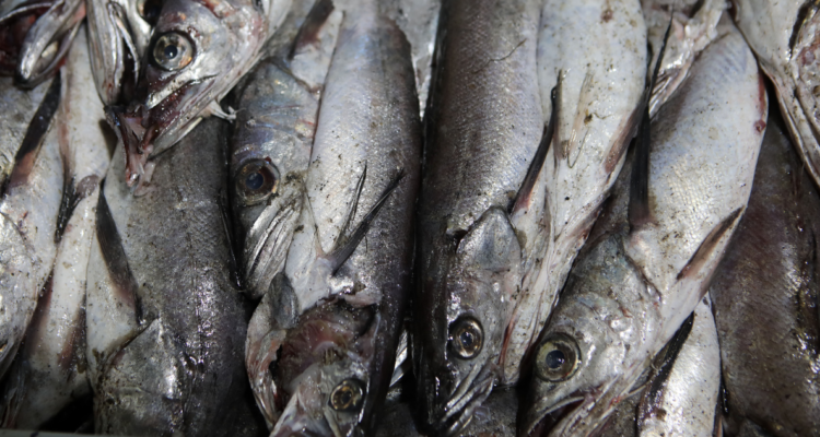 https://media.biobiochile.cl/wp-content/uploads/2026/05/detienen-a-extranjero-que-transportaba-mas-de-una-tonelada-de-pescados-sin-documentacion-en-rio-bueno-750x400.png