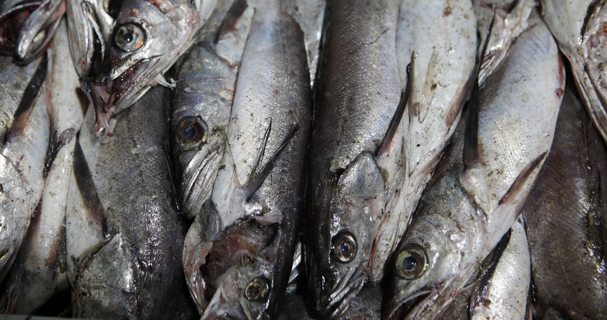 Detienen a extranjero que transportaba más de una tonelada de pescados sin documentación en Río Bueno