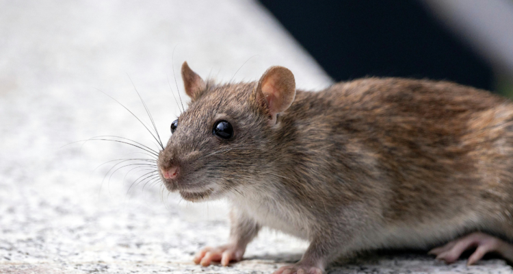 Minsal actualiza estado de chilenos vinculados a brote de hantavirus en crucero MV Hondius