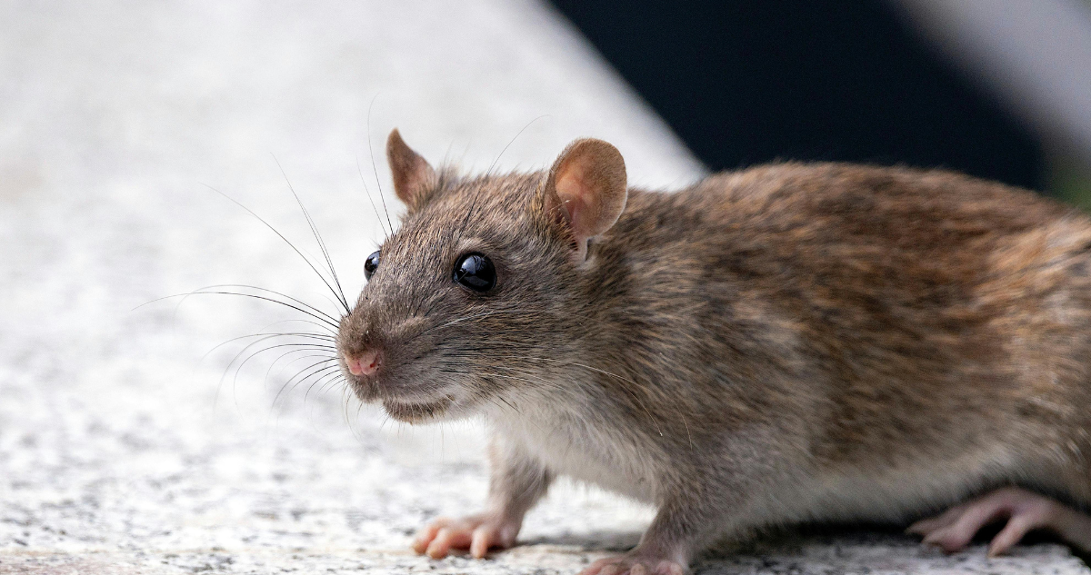 Minsal actualiza estado de chilenos vinculados a brote de hantavirus en crucero MV Hondius