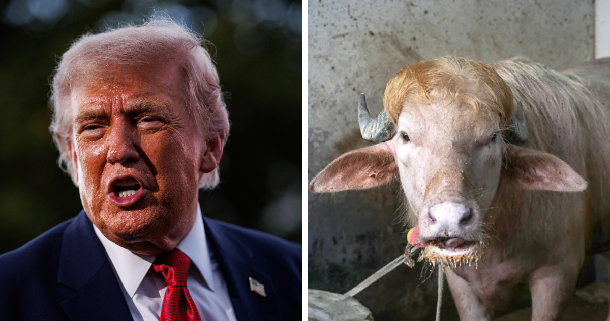 Donald Trump y búfalo