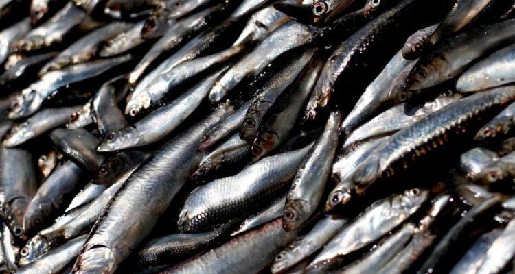 Mayores costos y menor éxito de captura: los posibles efectos de El Niño para la pesca en Chile