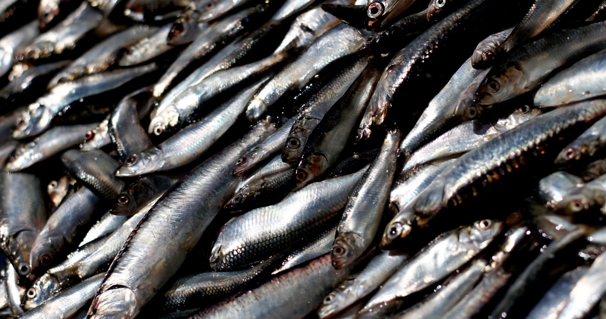 Mayores costos y menor éxito de captura: los posibles efectos de El Niño para la pesca en Chile