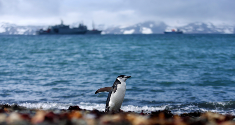 Sur austral -PIngüino en la Antártica