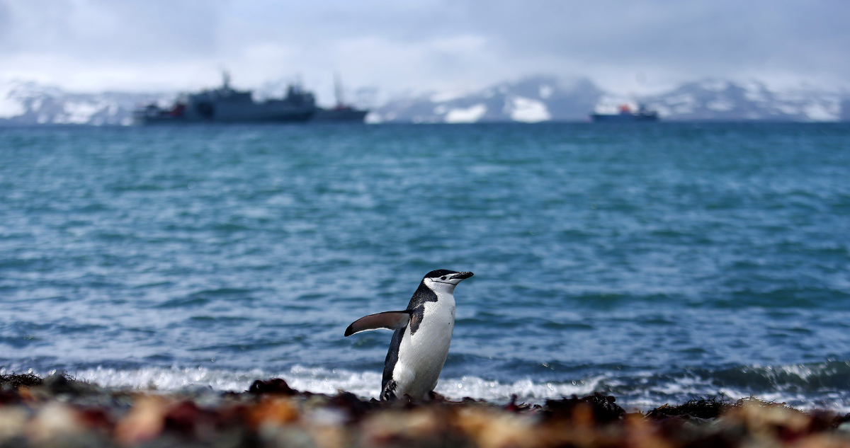 Sur austral -PIngüino en la Antártica