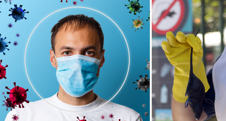 ¿El hantavirus se puede transformar en una pandemia como el Covid-19?