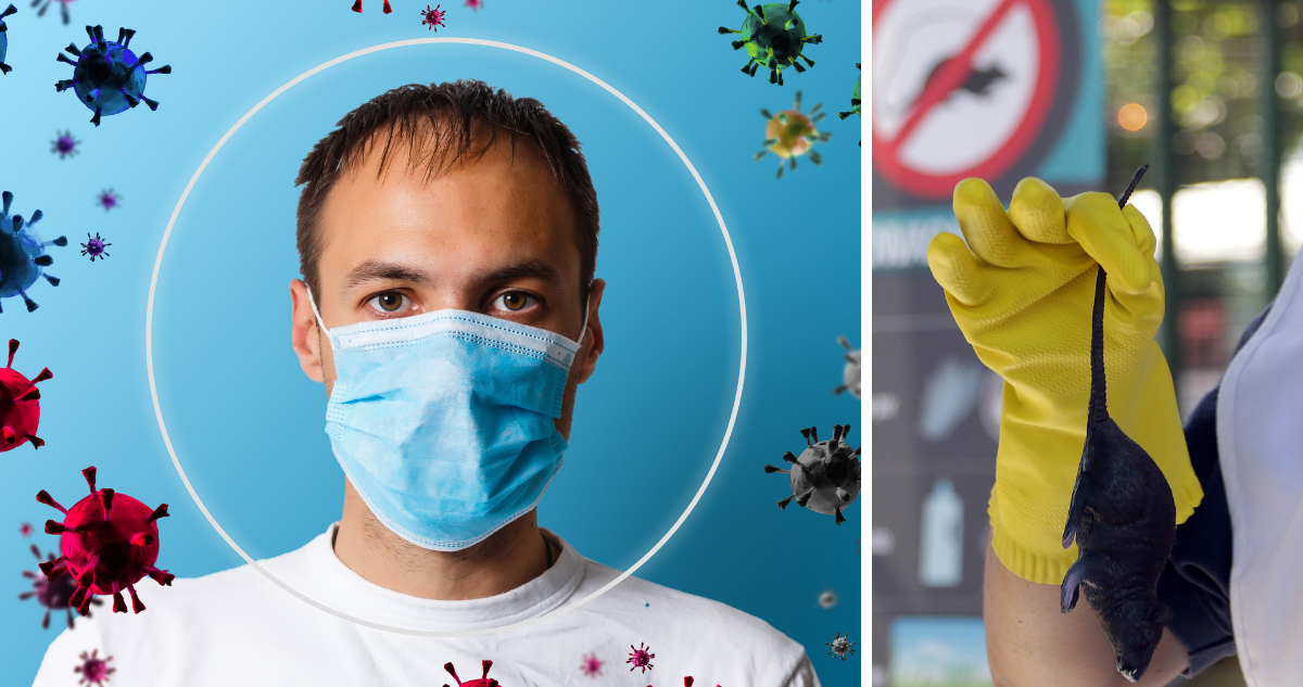 ¿El hantavirus se puede transformar en una pandemia como el Covid-19?