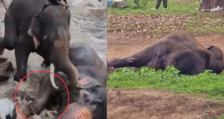 Horror en la India: Turista muere aplastada por elefantes tras quedar atrapada en medio de una pelea