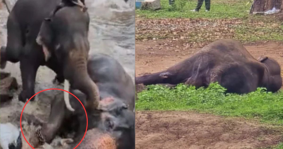 Horror en la India: Turista muere aplastada por elefantes tras quedar atrapada en medio de una pelea