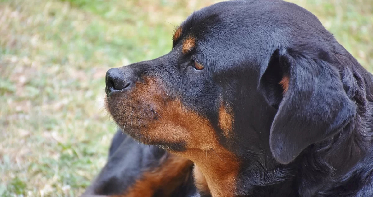 Libertad para dueña de perros Rottweiller que atacaron a hombre de 82 años en Laguna Verde: