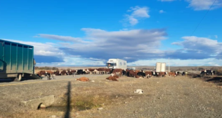 Tradicional arreo patagónico terminó con cinco animales muertos tras choque de camión