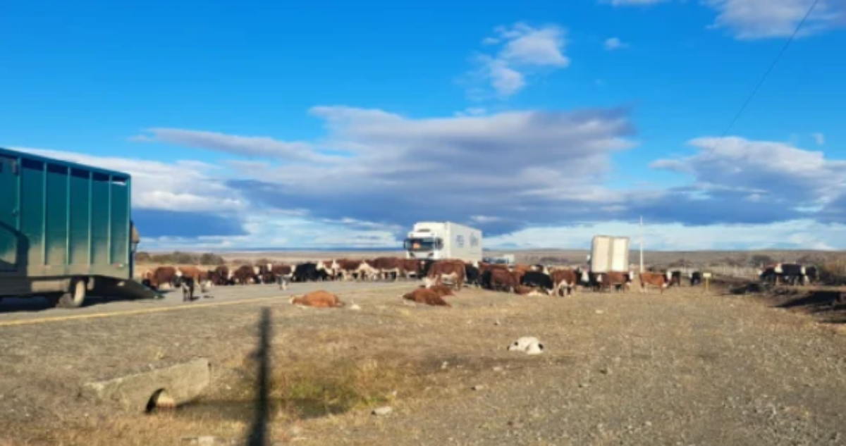 Tradicional arreo patagónico terminó con cinco animales muertos tras choque de camión