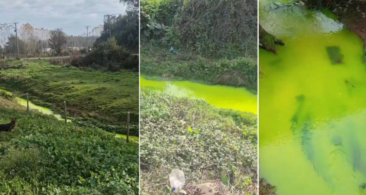 Denuncian episodio de contaminación en Estero Cosmito en Penco: agua tenía color “verde radioactivo”
