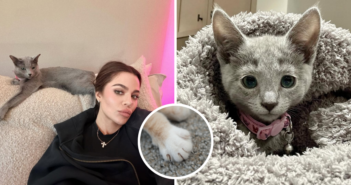 Khloe Kardashian junto a sus gatas Grey Kitty y Baby Kitty en referencia a la amputación de sus garras.