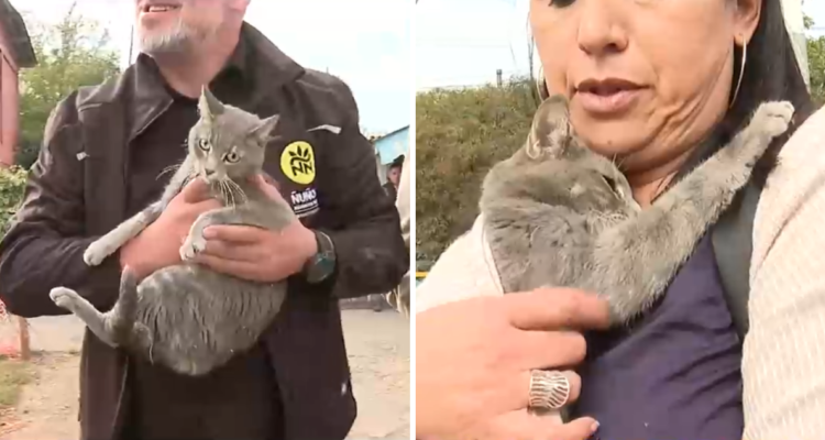 Gatito callejero en CHV
