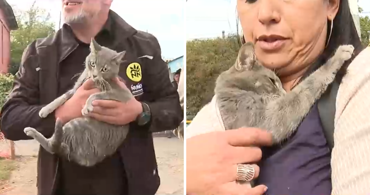 Gatito callejero en CHV