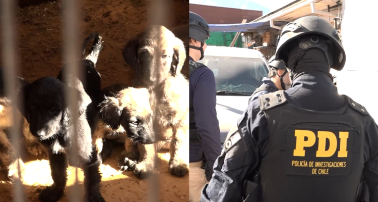 Hallan criadero clandestino con 50 perros en La Florida: hay una persona detenida por maltrato animal