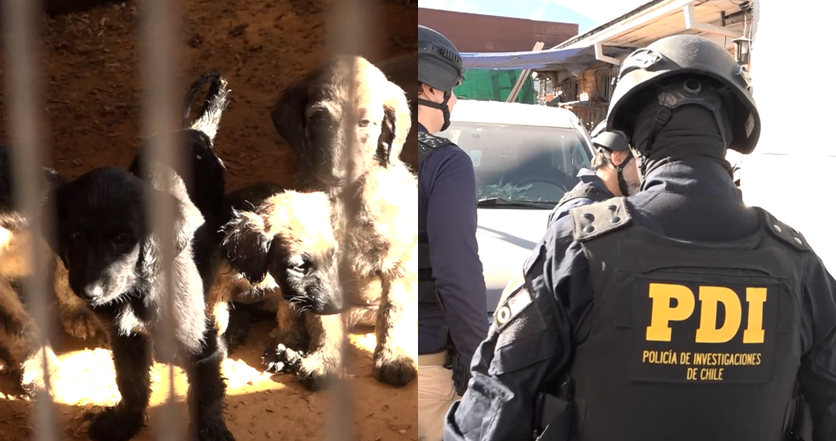 Hallan criadero clandestino con 50 perros en La Florida: hay una persona detenida por maltrato animal