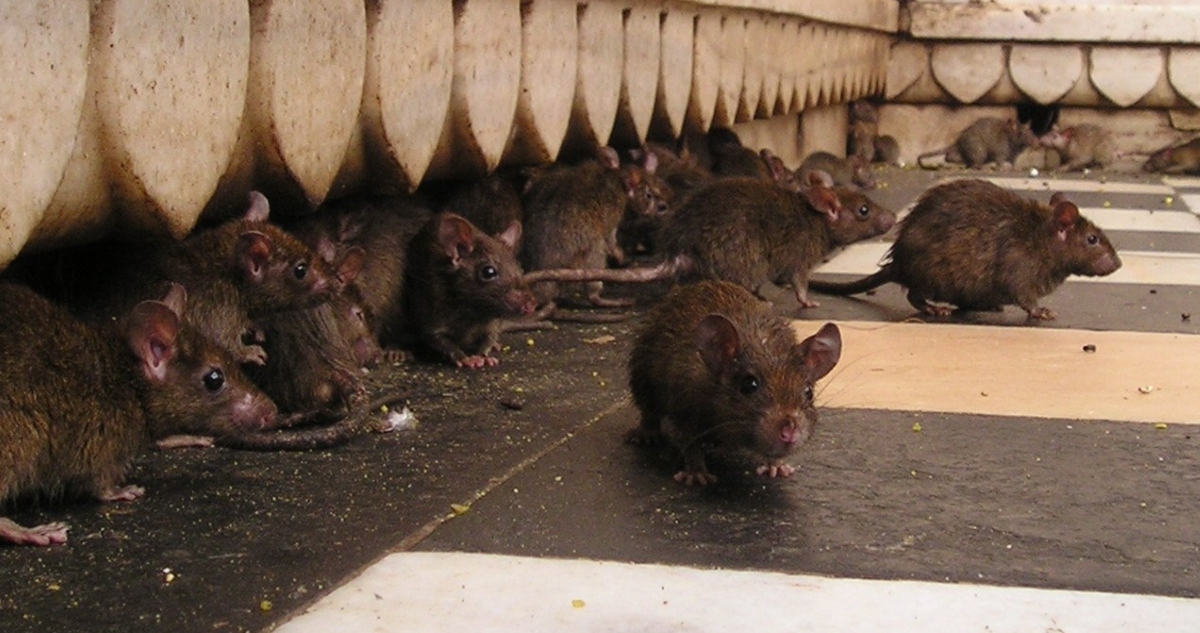 Contagio de hantavirus