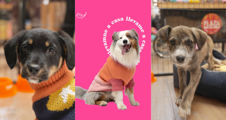 Jornada de adopción de mascotas