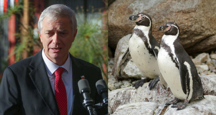 Foto de José Antonio Kast y pingüinos de Humboldt para ilustrar carta publicada en Science