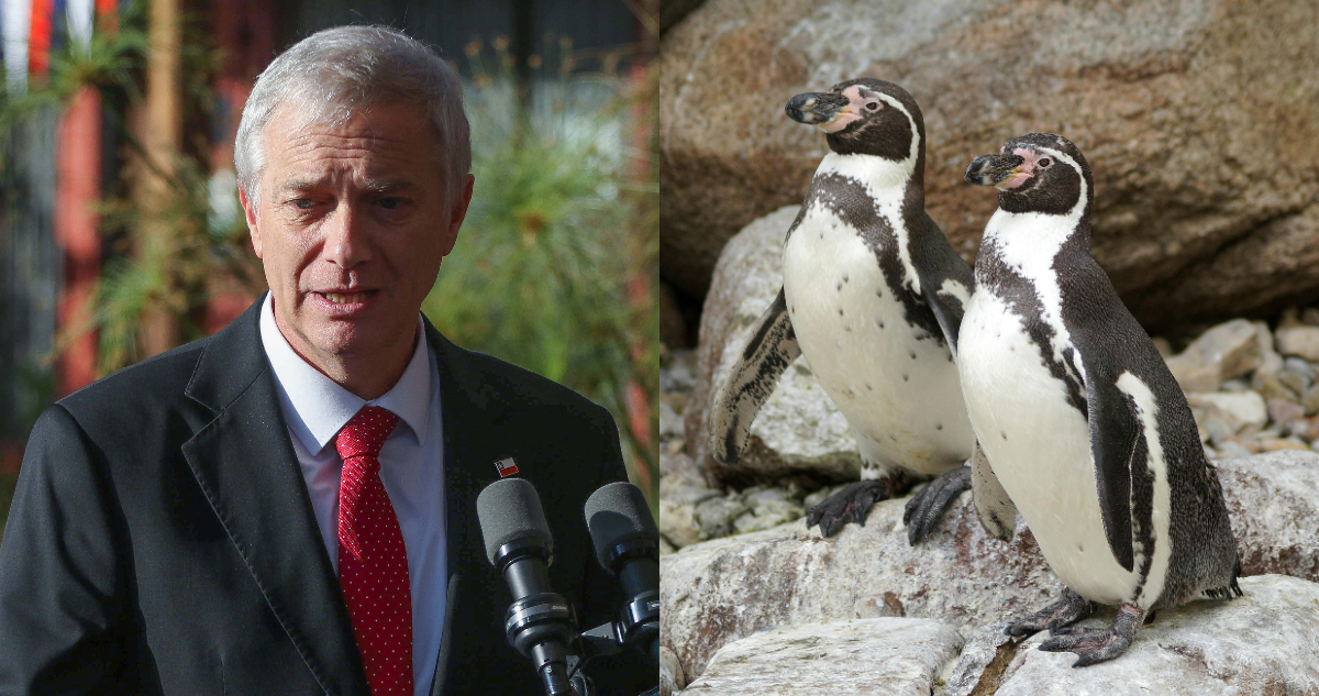 Foto de José Antonio Kast y pingüinos de Humboldt para ilustrar carta publicada en Science