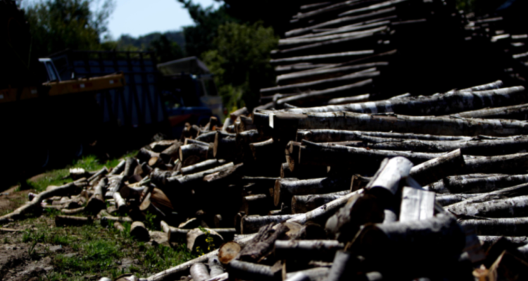 Buscaban robar madera: detienen a dos hombres por usurpación de predio forestal en Mariquina
