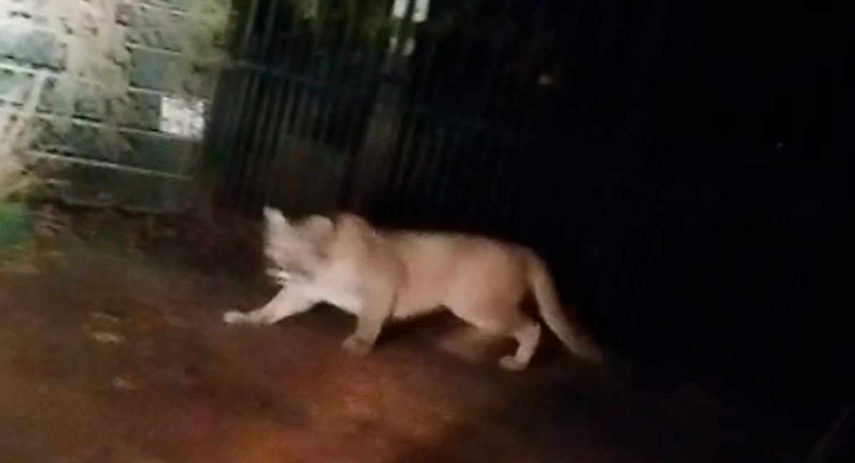 Captura de video