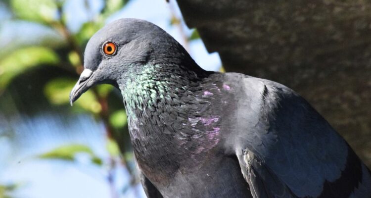 El misterio de por qué las aves urbanas le temen más a las mujeres que a los hombres