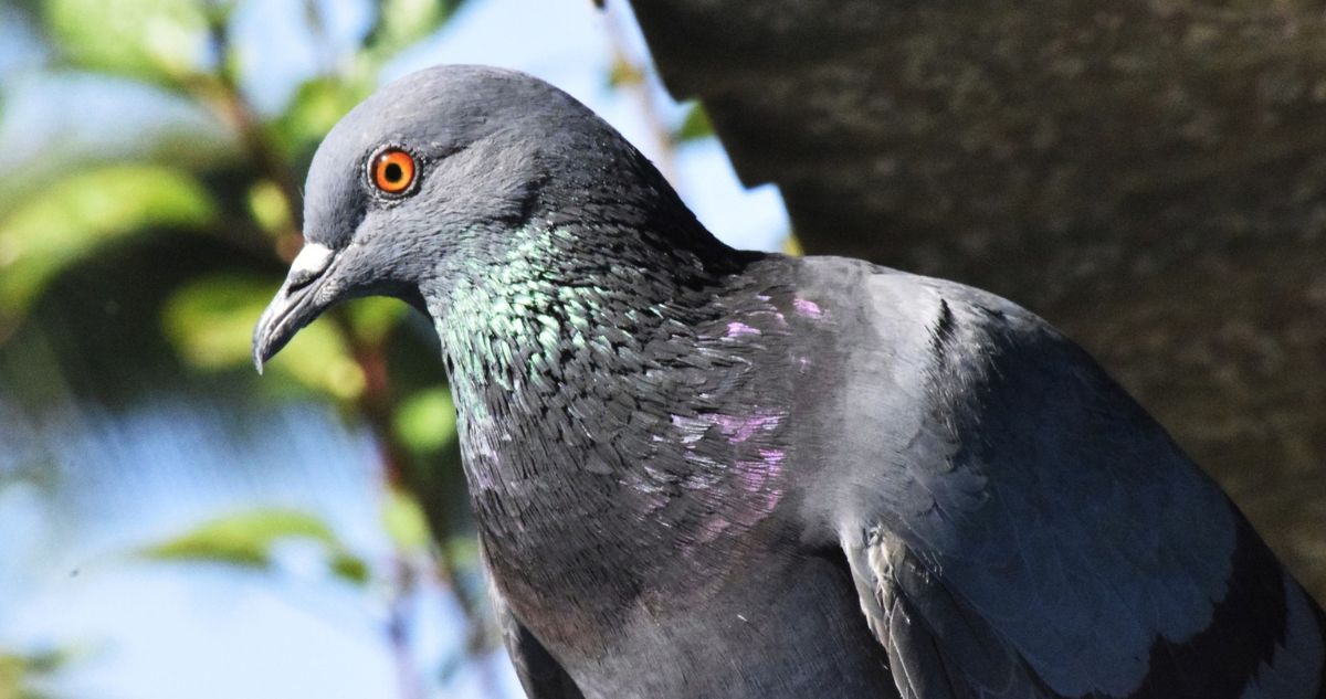 El misterio de por qué las aves urbanas le temen más a las mujeres que a los hombres