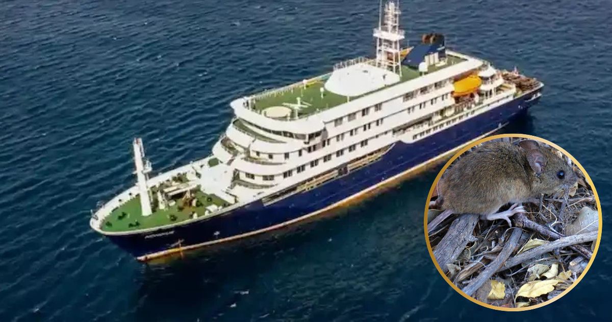 Pareja fallecida en el MV Hondius pasó por Chile