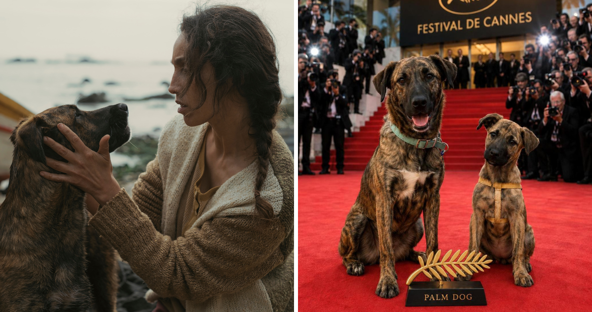 Yuri , perrita chilena rescatada que se ganó un Palm Dog Award en el Festival de Cannes