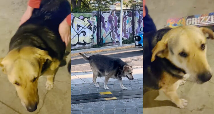 Fotos de Mesita, el “perro guatón”