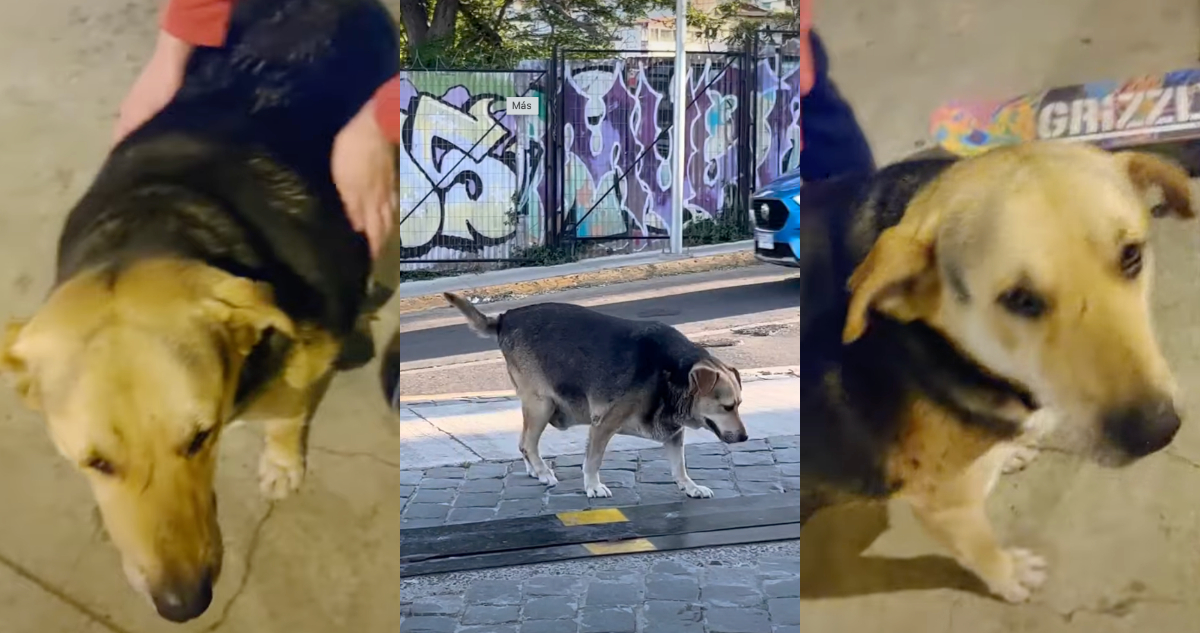 Fotos de Mesita, el “perro guatón”