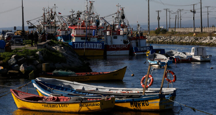 Tras caída en precios de jibia: piden reabrir debate de pesca de arrastre y artesanales prenden alerta